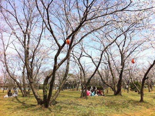 ◇4月1日(火)かみす桜まつり会場開花状況◇_f0229750_15003212.jpg