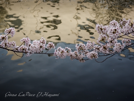 花のある風景　桜の季節　ソメイヨシノ_b0133053_2351413.jpg