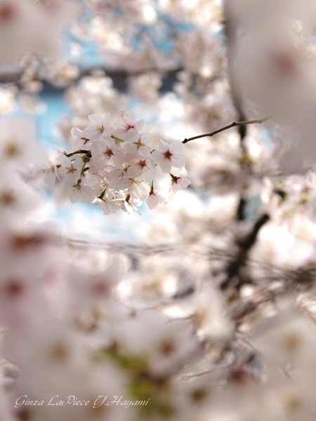 花のある風景　桜の季節　ソメイヨシノ_b0133053_2351743.jpg