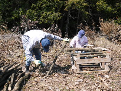 原木しいたけ コマ打ち作業「もう金づちは使わんばい!」_a0254656_18523270.jpg
