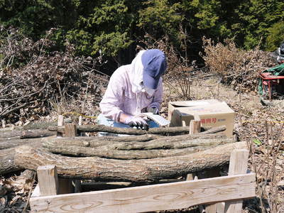 原木しいたけ コマ打ち作業「もう金づちは使わんばい!」_a0254656_19332566.jpg