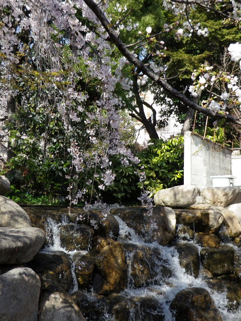 桜守公園へ行って来ました。ミツマタ、紫木蓮、ライラック_a0030958_2349992.jpg