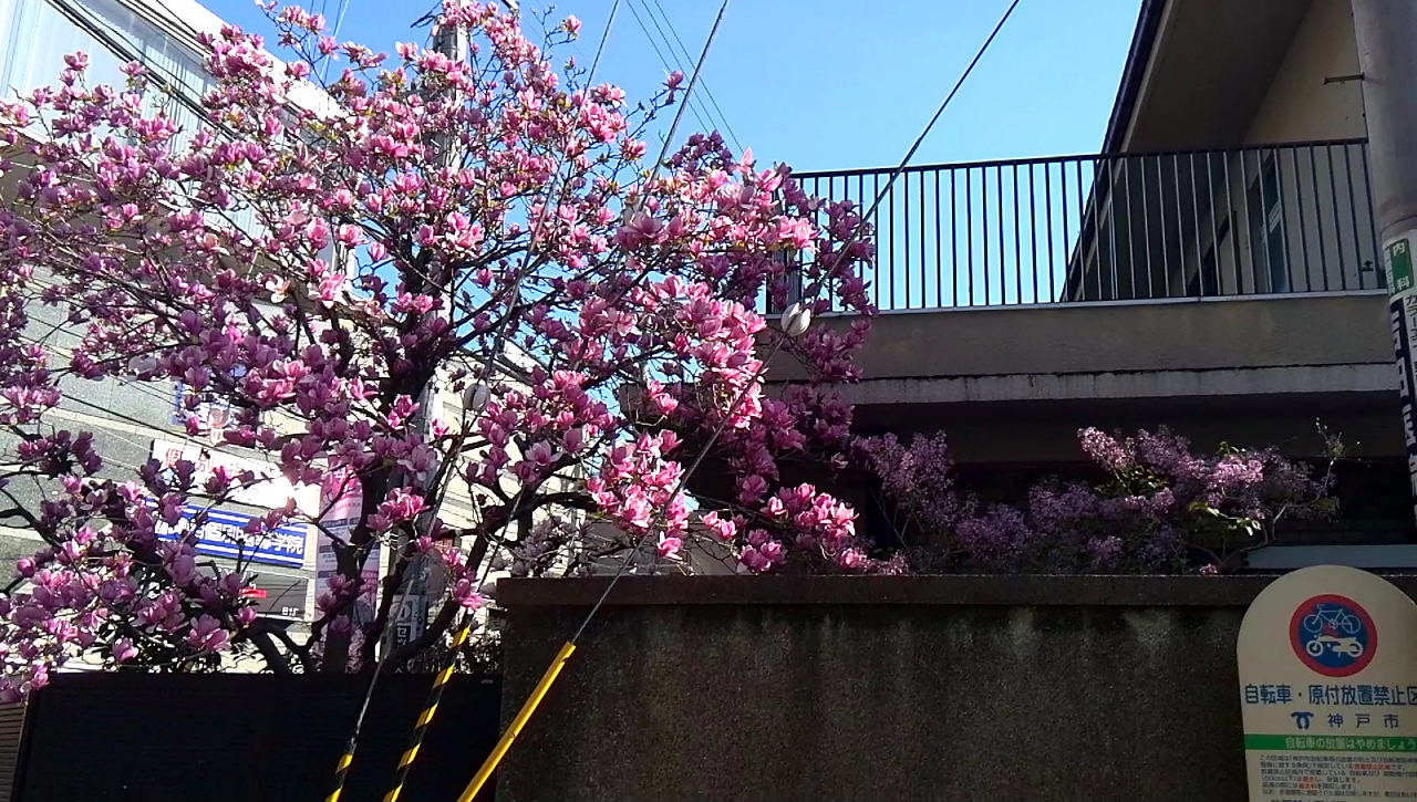 桜守公園へ行って来ました。ミツマタ、紫木蓮、ライラック_a0030958_2357964.jpg