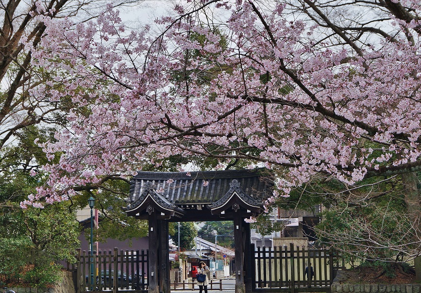 京都御苑・石薬師御門の桜_b0063958_2318332.jpg