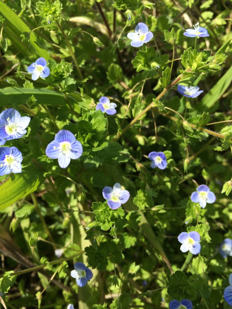 野の花♪　　オークション出品しました。_e0287258_18234987.jpg