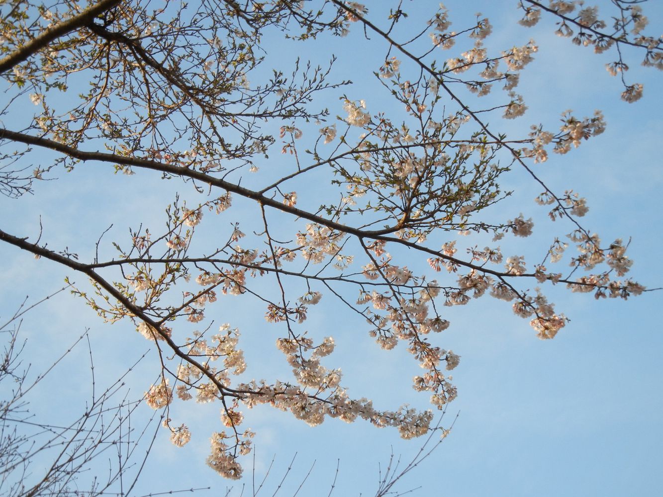 ’14,4,1(火)桜も木五倍子の花も~!_f0060461_10352394.jpg