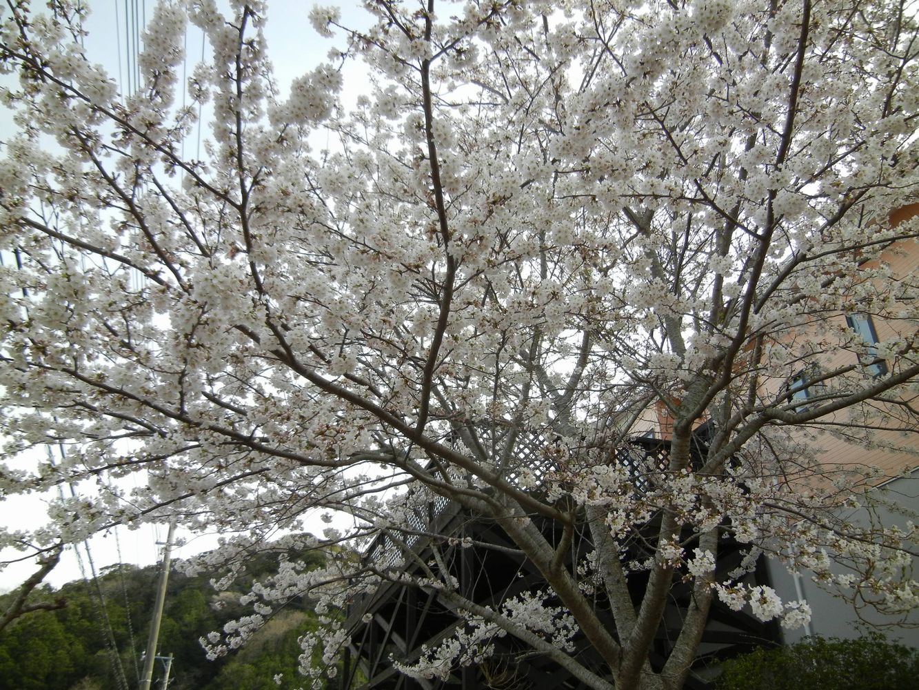 ’14,4,1(火)桜も木五倍子の花も~!_f0060461_10463015.jpg