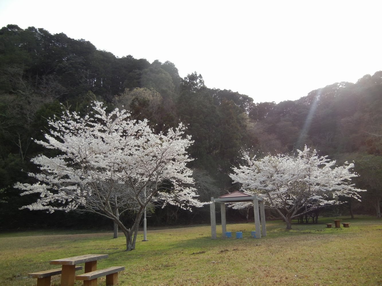 ’14,4,1(火)桜も木五倍子の花も~!_f0060461_10495117.jpg