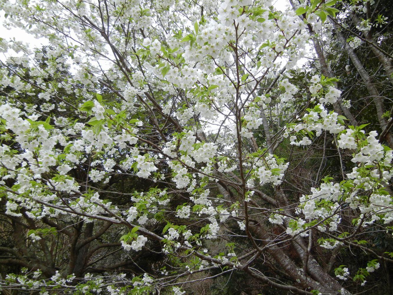 ’14,4,1(火)桜も木五倍子の花も~!_f0060461_1051219.jpg