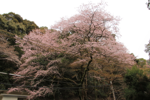 箕面自然　2014年　桜_d0202264_6123641.jpg