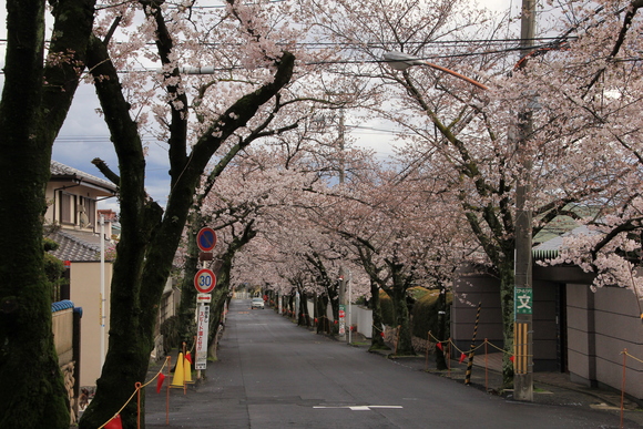 箕面自然　2014年　桜_d0202264_6131999.jpg