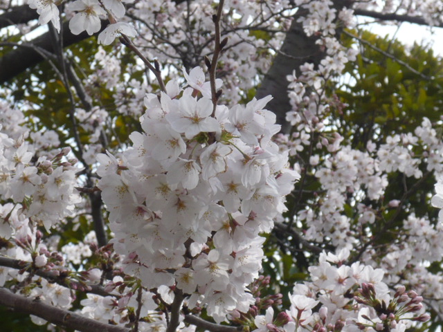 桜・満開_e0167966_1252184.jpg