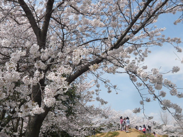 桜・満開_e0167966_12523775.jpg