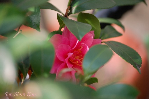 獅子頭の花 2014年4月1日_a0164068_15581935.jpg