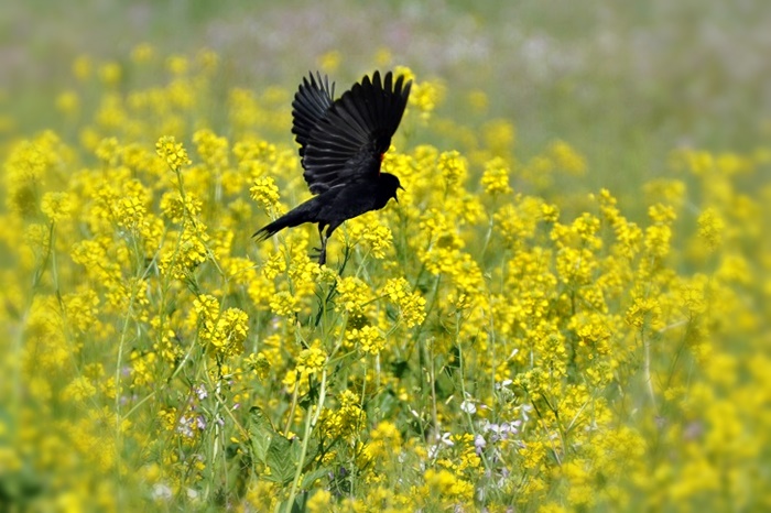 At  Las Gallinas  #1_a0126969_5585616.jpg