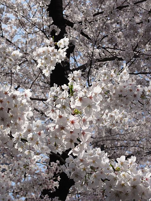 都心の桜は神田明神でOK？ （4/1）_b0006870_23234331.jpg