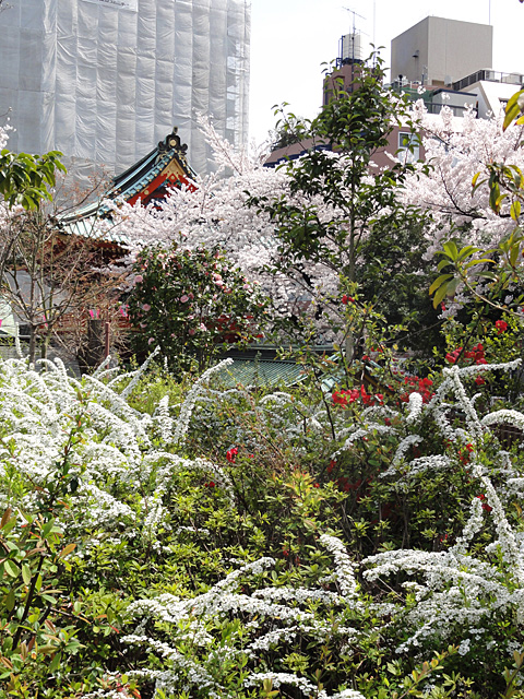 都心の桜は神田明神でOK？ （4/1）_b0006870_2324443.jpg