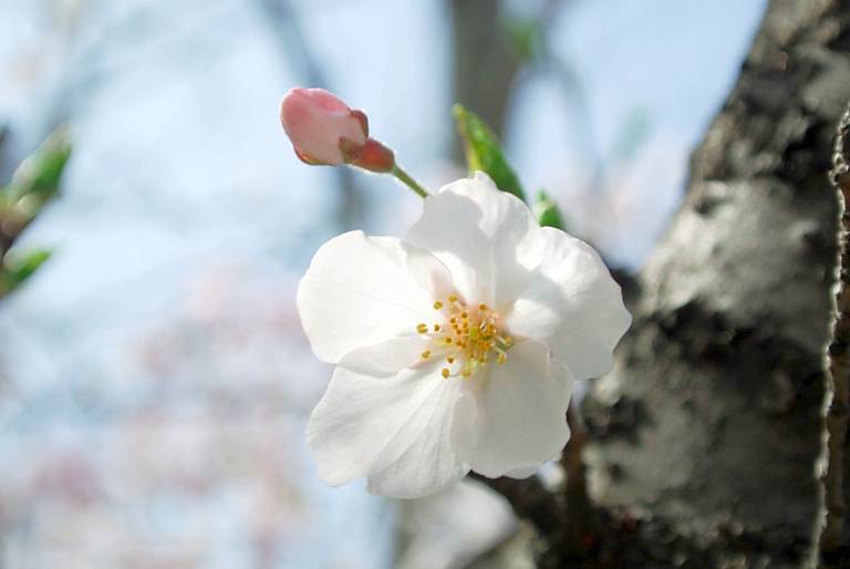 さくらポタ3--武庫川--20140331_a0050572_12462415.jpg