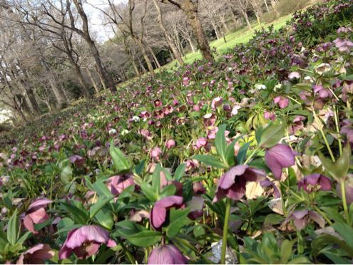 神代植物公園 クリスマスローズ 花桃_e0250872_17513933.jpg