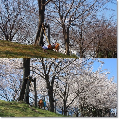 5回目の桜、2回目の桜_e0330372_71775.jpg