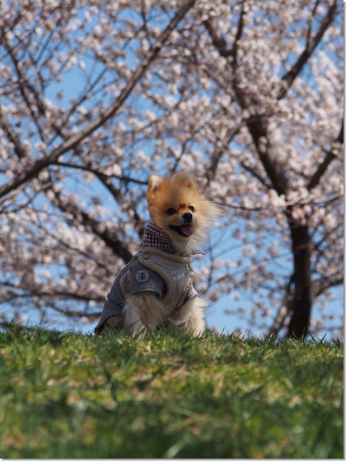 5回目の桜、2回目の桜_e0330372_7344514.jpg