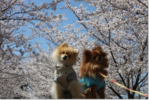 5回目の桜、2回目の桜_e0330372_7382010.jpg