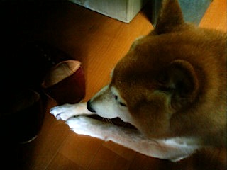 テツ日記 反省 アトリエkotori のほほん柴犬日和 テツ日記 反省 アトリエkotori のほほん柴犬日和