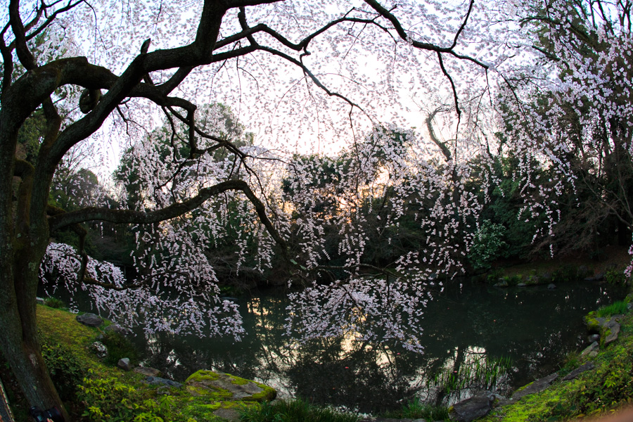 桜2014！　～御所　近衛邸跡　出水の桜～　_b0128581_20102589.jpg