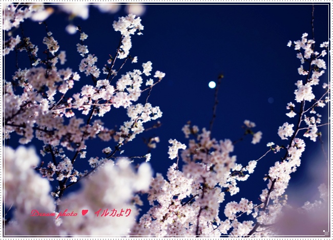 夜桜を撮ってきました！_f0304384_22464535.jpg
