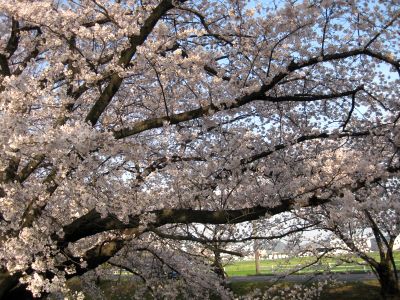 五条川の桜（４月１日）_d0021786_2154588.jpg