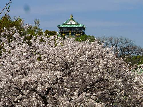 桜満開！大阪城公園。_f0073587_23242960.jpg