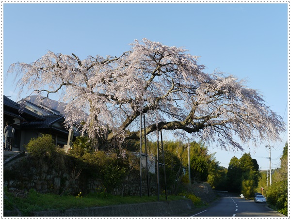 小さな田舎の枝垂桜_b0175688_23242298.jpg