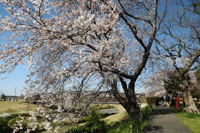 桜咲く　＜染井吉野＞_e0248688_13451597.gif