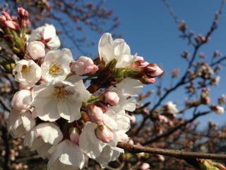 春♪桜♪散歩♪_a0137789_1611451.jpg