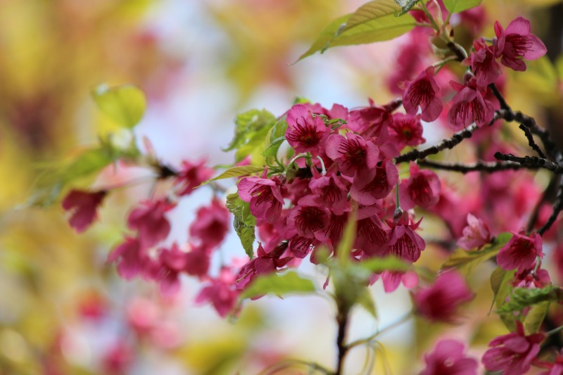 新宿御苑の桜2014②_a0127090_20482179.jpg