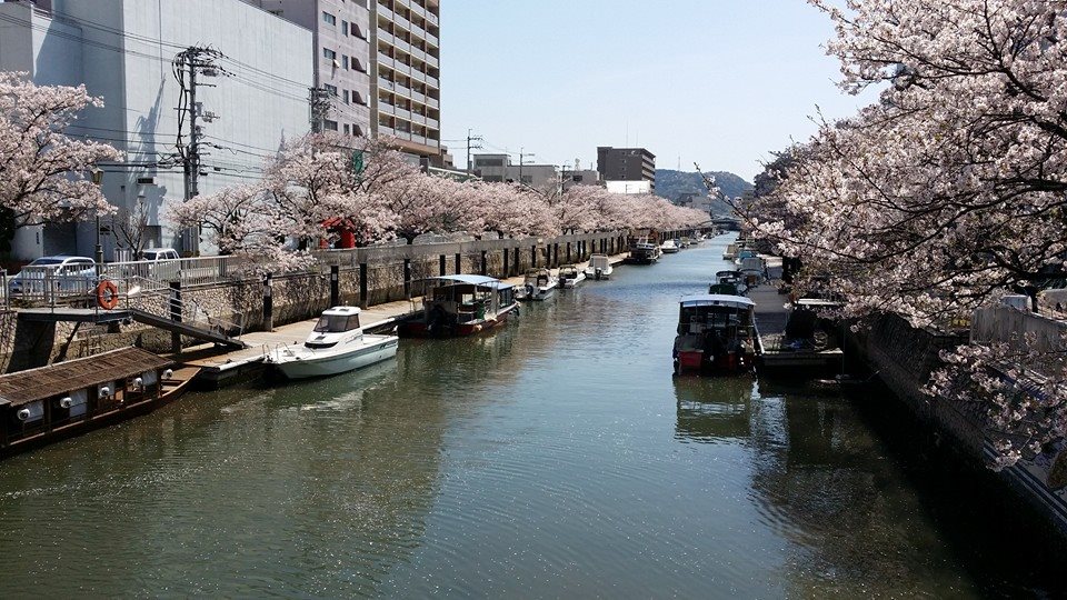 堀川のサクラ、１日のお花見為に頑張って咲いてくれてましたよ！_c0186691_1447777.jpg