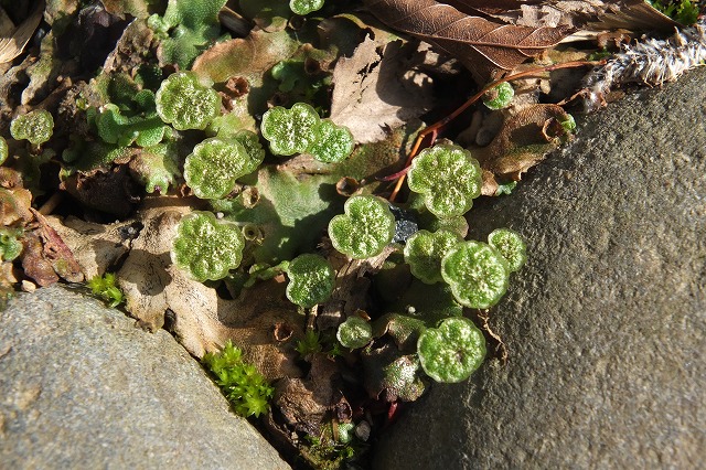 e0070891_21135923.jpg