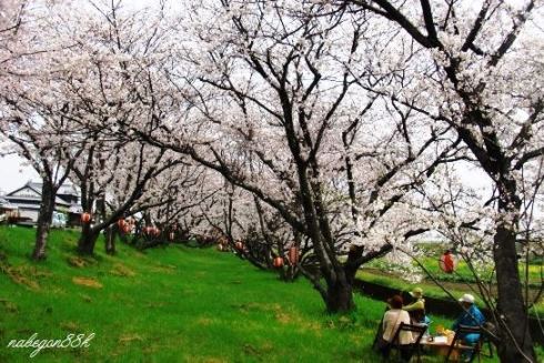 吉田河原の桜は八分咲き_f0212993_20404455.jpg