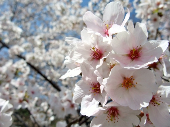 桜2014_b0007594_17034192.jpg