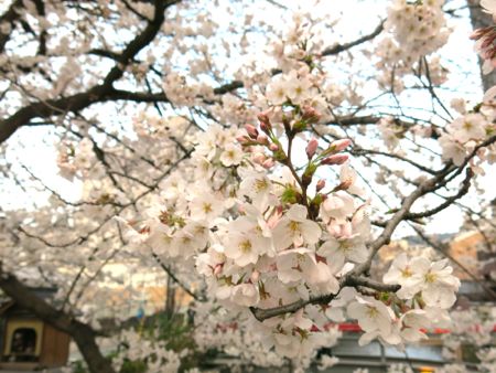 桜の京都_c0108595_20144854.jpg