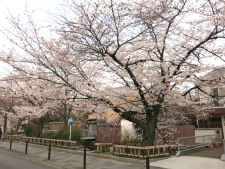 桜の京都_c0108595_20153091.jpg
