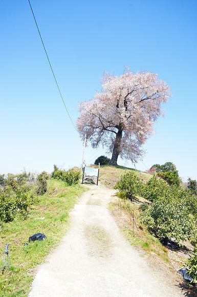 山川五大桜を訪ねて・平成２６年４月１日_a0137997_20231655.jpg