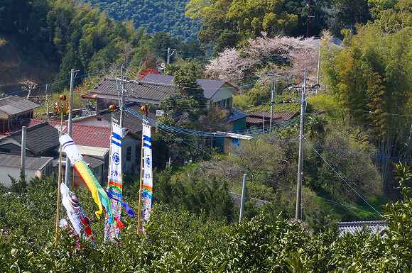 山川五大桜を訪ねて・平成２６年４月１日_a0137997_20333856.jpg