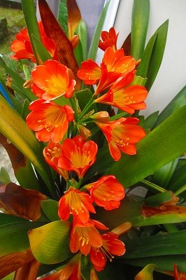 我が家に咲くかわいい花々 平成２６年４月１日 千寿の楽しい歴史