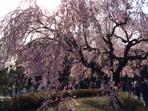 ２０１４年の桜（６）_b0129897_1410540.jpg