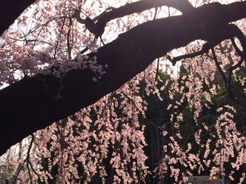 ２０１４年の桜（６）_b0129897_1495176.jpg