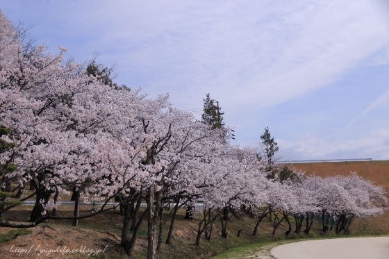 2014年の桜_f0202500_23095603.jpg