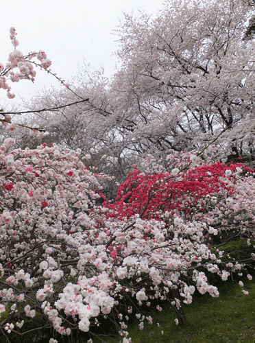 砧公園・世田谷美術館、桜満開！＆蕾にルン♪_c0204801_21341179.gif