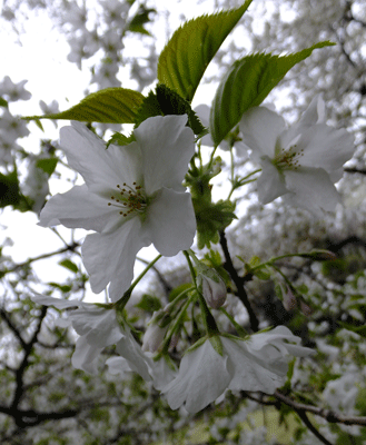 砧公園・世田谷美術館、桜満開！＆蕾にルン♪_c0204801_21353159.gif