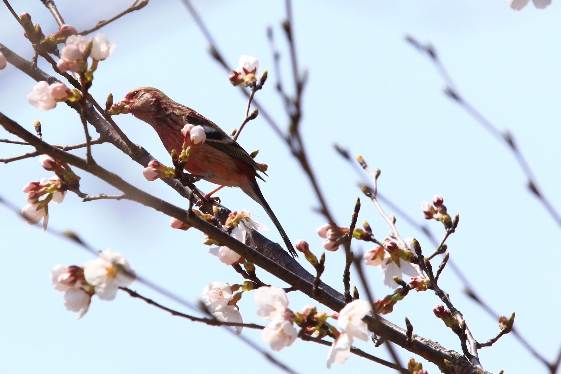 桜の枝にとまる”ベニマシコ”さん_c0319902_09084265.jpg